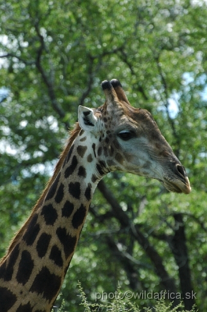 puku rsa 242.jpg - Southern or Cape Gifaffe (Giraffa camelopardalis giraffa)